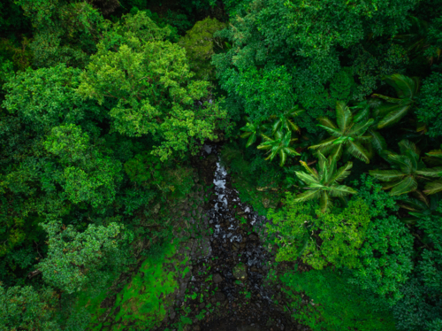 Rainforest and waterfall - Australian Stock Image