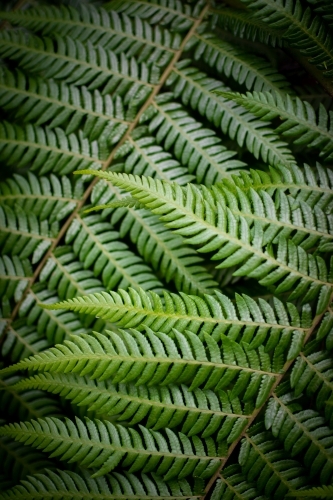 Rainforest Ferns - Australian Stock Image