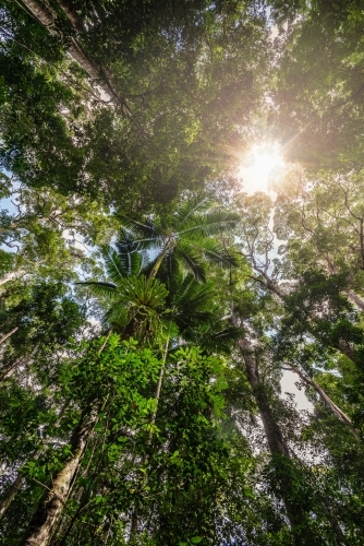 rainforest, looking up - Australian Stock Image