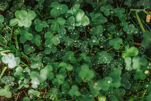 Rains drops on grass - Australian Stock Image