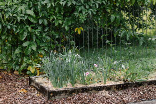 Raised flower bed with variety of flowers. - Australian Stock Image