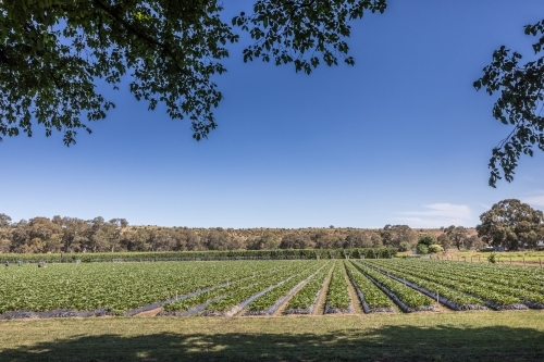 Raised rows with growing crops under the clear blue sky. - Australian Stock Image