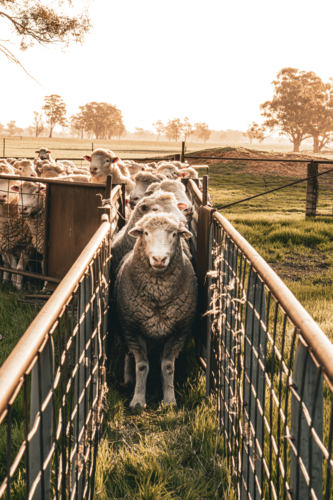 Rams lined up in race - Australian Stock Image
