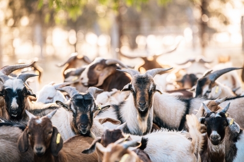 Rangeland bucks in the yards - Australian Stock Image