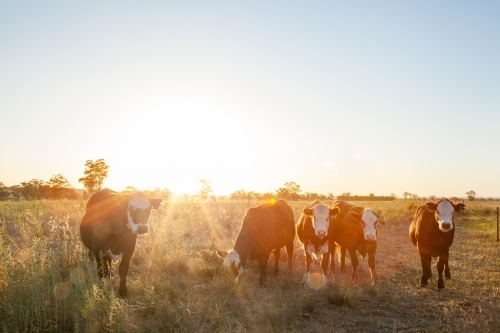 Rays of sunlight shining over beef cattle in paddock at sunset - Australian Stock Image