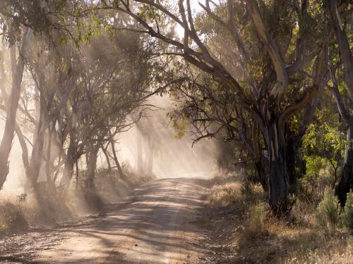 Rays of sunlight through gum trees and dust on a dirt road