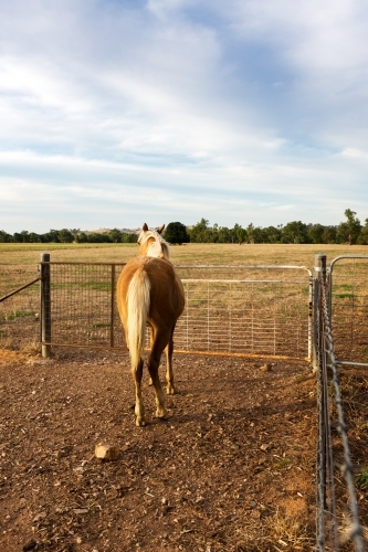 Rear of a palomino horse waiting to be let through the farm gate