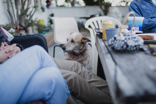 Red Australian Cattle Dog looking sheepish - Australian Stock Image