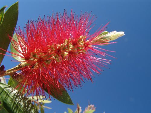 Red bottlebrush flower against blue sky - Australian Stock Image