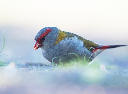 Red browed finch looking at ground close up. - Australian Stock Image