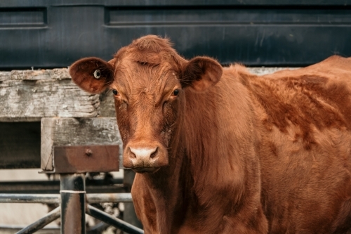 Red cow looks at camera. - Australian Stock Image