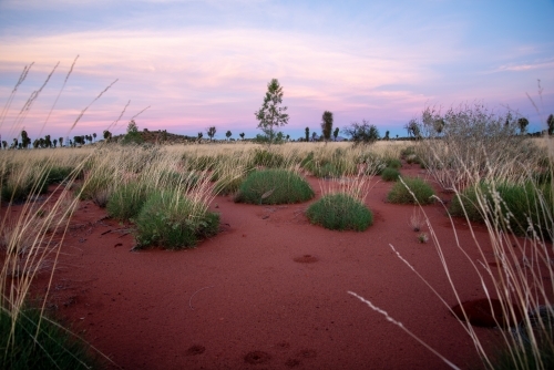 Red desert sands sunrise - Australian Stock Image