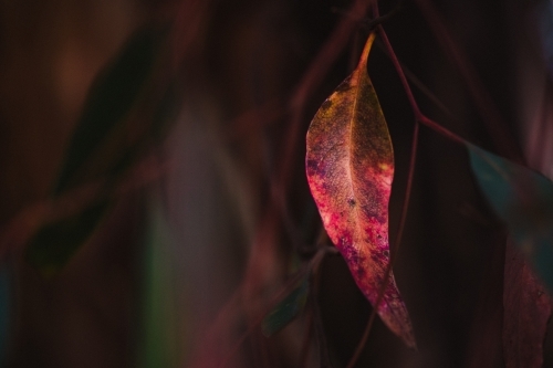 Red eucalyptus leaf macro close-up - Australian Stock Image