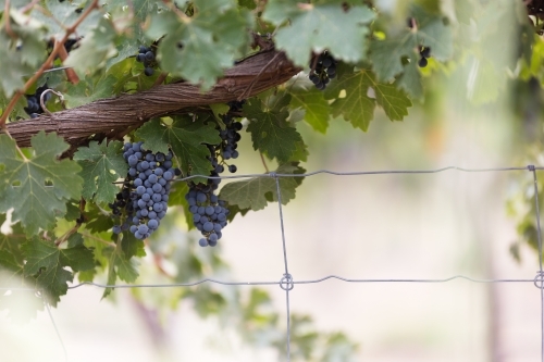 red grapes on vine in Barossa Valley vineyard - Australian Stock Image