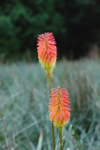 Red Hot Poker Plant - Australian Stock Image