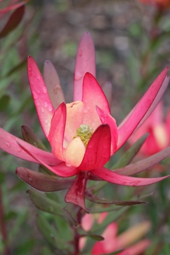 Red leucadendron flower after the rain - Australian Stock Image