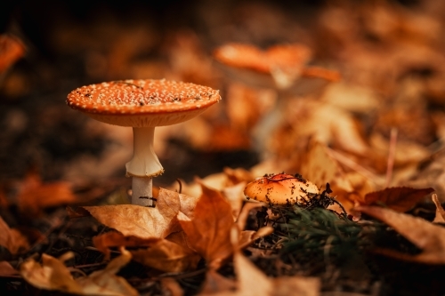 red mushrooms growing wild among autumn leaves in the Blue Mountains - Australian Stock Image