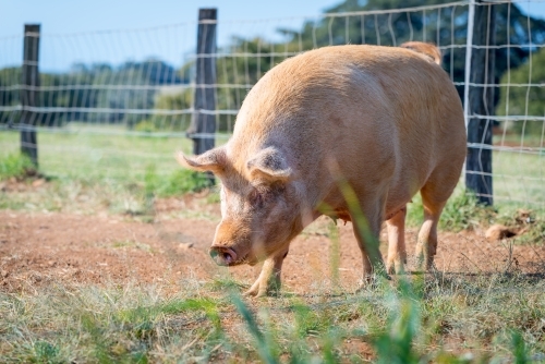 Red pig in large pen - Australian Stock Image