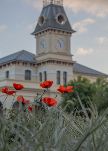 Red poppies in front of an old post office building with a clock tower - Australian Stock Image