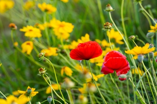 Red poppies with blurred yellow flowers - Australian Stock Image