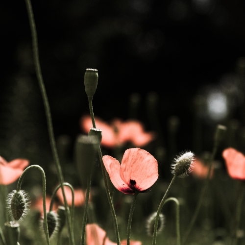 Red poppy with dark background - Australian Stock Image