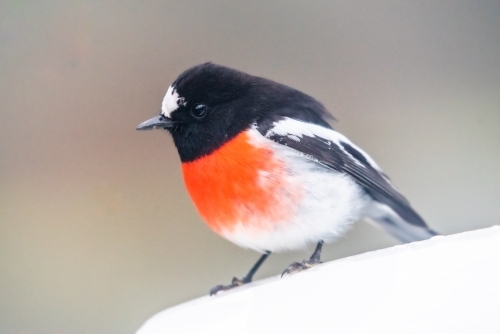 Red robin bird being inquisitive. - Australian Stock Image