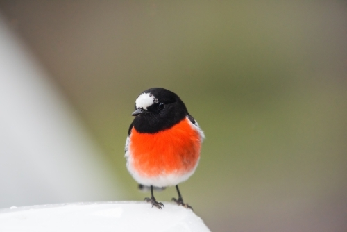 Red robin bird being inquisitive. - Australian Stock Image