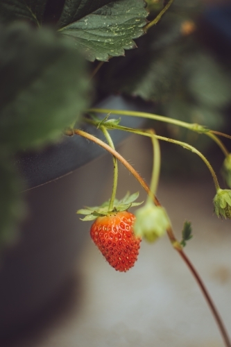 Red Strawberries Growing in Backyard Garden - Australian Stock Image