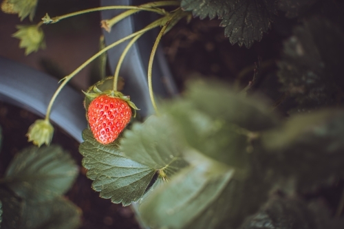 Red Strawberries Growing in Backyard Garden - Australian Stock Image