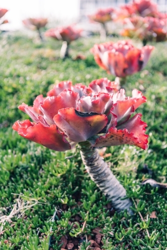 red succulents closeup (Echeveria Dick Wright) - Australian Stock Image