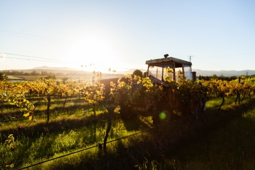 Red tractor among grape vines on farm backlit by morning light - Australian Stock Image