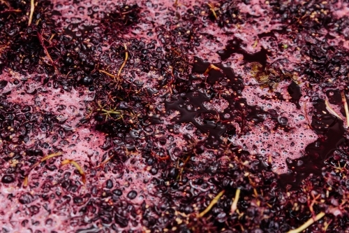 red wine grapes fermenting at vintage - Australian Stock Image