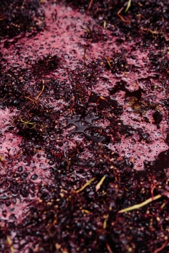 Red wine grapes fermenting - Australian Stock Image