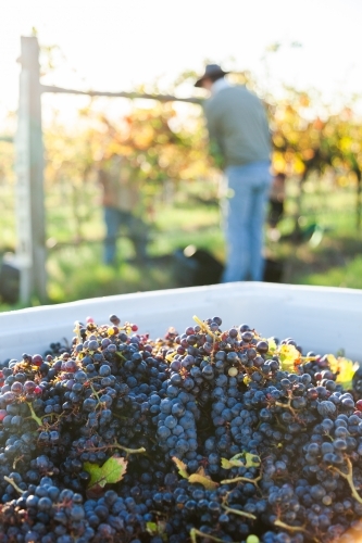 Red wine grapes in grape bin during harvest in vineyard with workers blurred in background - Australian Stock Image