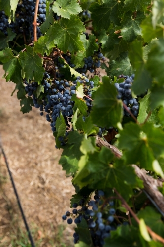 red wine grapes on the vine - Australian Stock Image