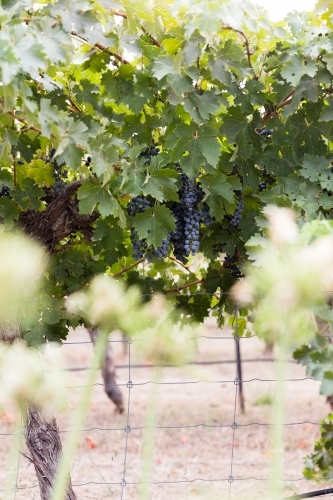 Red Wine Grapes ready for harvesting at vintage time