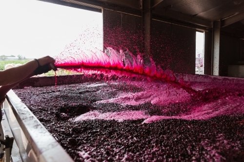 Red wine spraying over fermenting grapes - Australian Stock Image