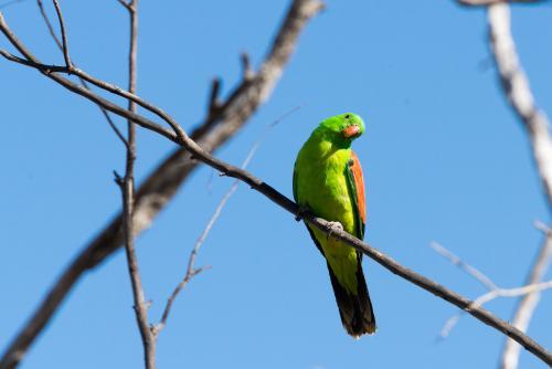 Red-winged parrot perching on a branch - Australian Stock Image