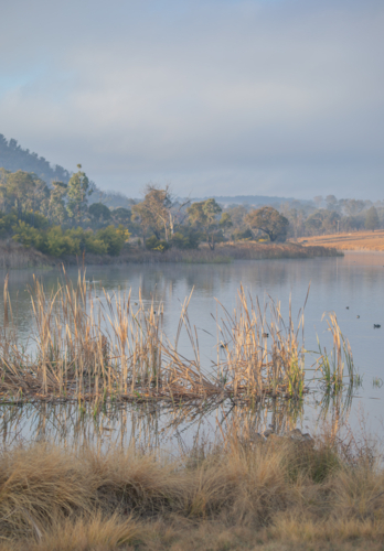 Reeds by a country dam - Australian Stock Image