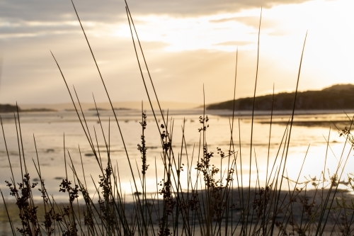 Reeds on the shore of the Wellstead Estuary at sunrise - Australian Stock Image