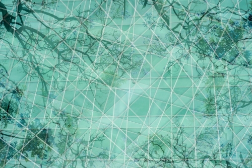 Reflection of tree branches on a glass building - Australian Stock Image