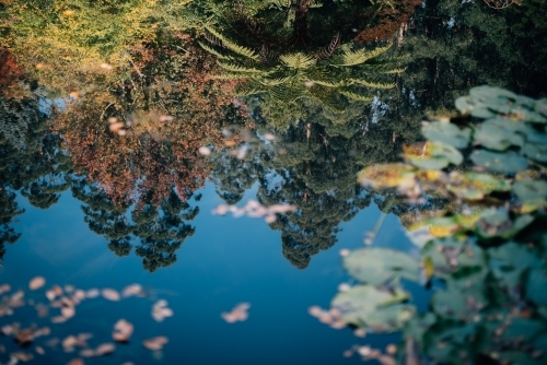 Reflections of garden in pond - Australian Stock Image