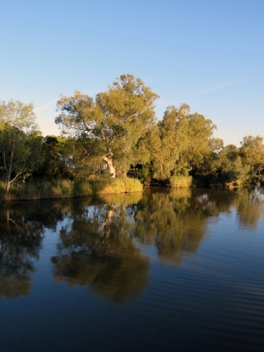 Reflections of trees on the Darling river, summertime dusk - Australian Stock Image