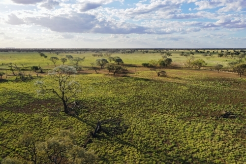 Regenerating paddock with green grass - Australian Stock Image