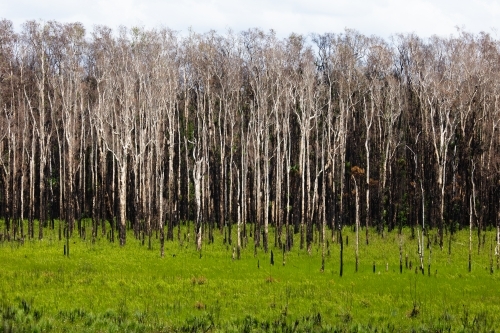 Regrowing Area of Melaleuca Forest After Fire - Australian Stock Image