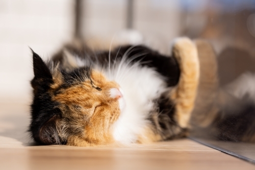 Relaxed cat lying asleep in the sun inside house reflected in window - Australian Stock Image