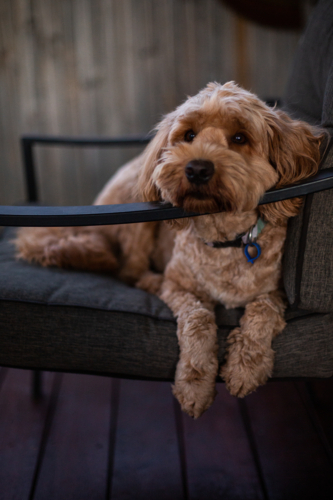 relaxed dog lying down on outdoor armchair - Australian Stock Image