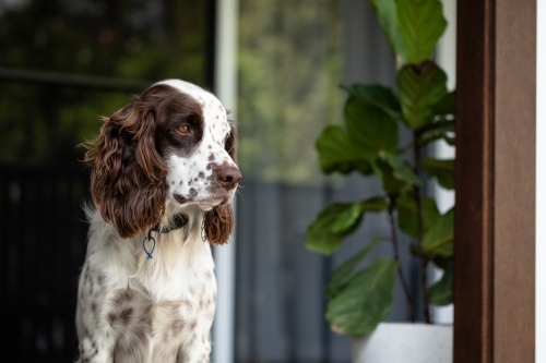 Relaxed Springer Spaniel sitting on porch of house - Australian Stock Image