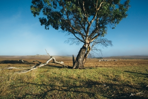 Remote landscape with large gum tree and livestock in the distance