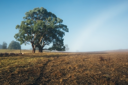 Remote rural landscape with gum trees on a misty morning - Australian Stock Image
